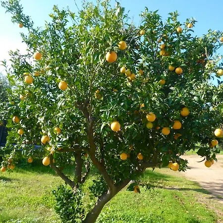 Chaleureux A Penta-di-casinca 60 M² Avec Piscine Privee * Penta di Casinca