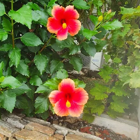 Apartment Chaleureux A Penta-di-casinca 60 M² Avec Piscine Privee Penta di Casinca