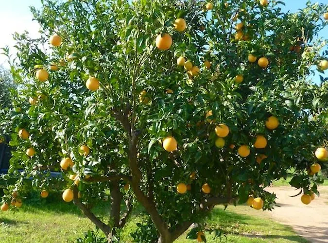 Chaleureux A Penta-di-casinca 60 M² Avec Piscine Privee * Penta di Casinca