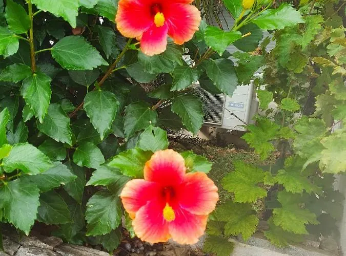 公寓 Chaleureux A Penta-di-casinca 60 M² Avec Piscine Privee Penta di Casinca